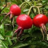 Kako skuvati šipak za kašalj, kod prehlade